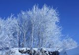 Betula pubescens