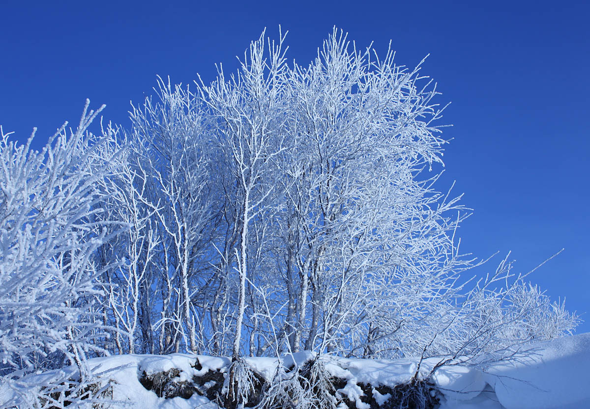 Изображение особи Betula pubescens.