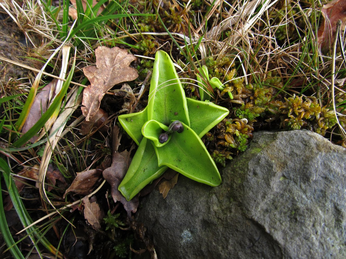 Image of Pinguicula grandiflora specimen.