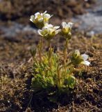 Saxifraga cespitosa. Цветущее растение на моховой подушке на скалистом берегу Кольского залива. Мурманская обл., Североморский р-н, окр. пос. Росляково. 11.06.2012.