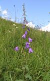 Campanula rapunculoides. Верхушка цветущего растения. Московская обл., Рузский р-н, окр. пос. Кожино, пойменный луг. 29.06.2012.