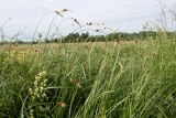 Carex disticha. Заросль плодоносящих растений. Эстония, Matsalu National Park, урочище Haeska, осоковое болото. 20.06.2013.