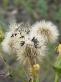 Hieracium virosum