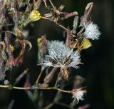 Lactuca serriola