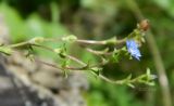 Gentiana squarrosa