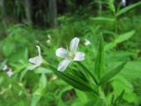 Epilobium pseudorubescens. Верхушка цветущего растения. Коми, Сысольский р-н, окр. пос. Шугрэм, сырая поляна на съезде с дороги. 05.07.2013.