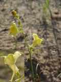 Linaria odora