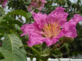 Lagerstroemia speciosa. Цветок. Таиланд, Бангкок. 07.07.2012.