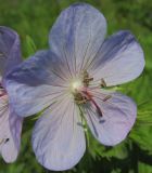 Geranium pratense