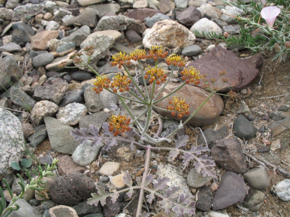 Изображение особи Ferula sugatensis.