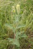 Oxytropis pilosa