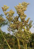 Filipendula ulmaria подвид denudata. Соплодия. Германия, г. Дюссельдорф, Ботанический сад университета. 05.09.2014.