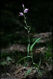 Cephalanthera rubra. Цветущее растение. Республика Татарстан, Верхнеуслонский р-н, дубрава на склоне оврага. 28.06.2008.