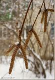 Betula pendula. Часть побега с покоящимися почками и мужскими соцветиями. Чувашия, г. Шумерля. 18 января 2010 г.