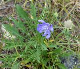 Scabiosa comosa. Цветущее растение. Иркутская обл., Ольхонский р-н, побережье оз. Байкал, склон между базой Чара и пос. Сарма. 05.07.2014.