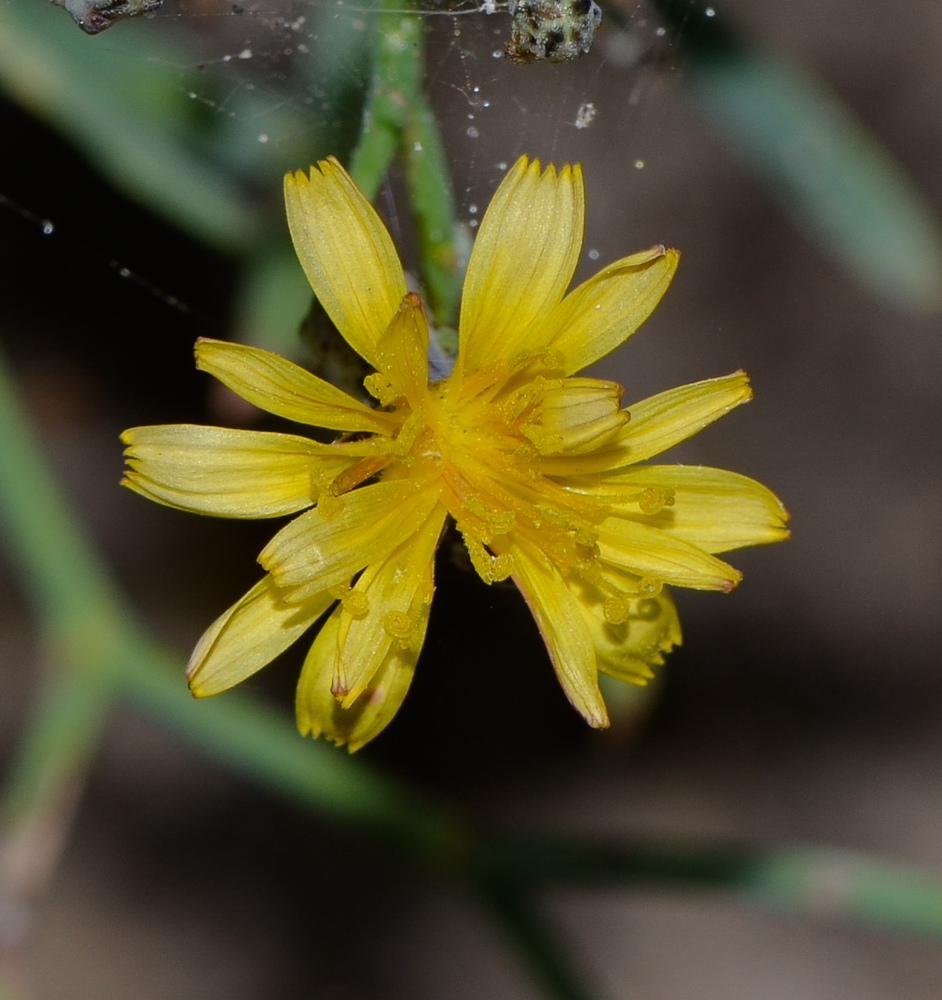 Изображение особи Launaea arborescens.