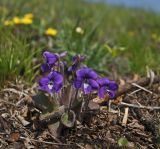 Viola phalacrocarpa. Цветущее растение. Приморский край, Хасанский р-н, гора Приозёрная, луговое сообщество на каменистом склоне. 16.05.2013.