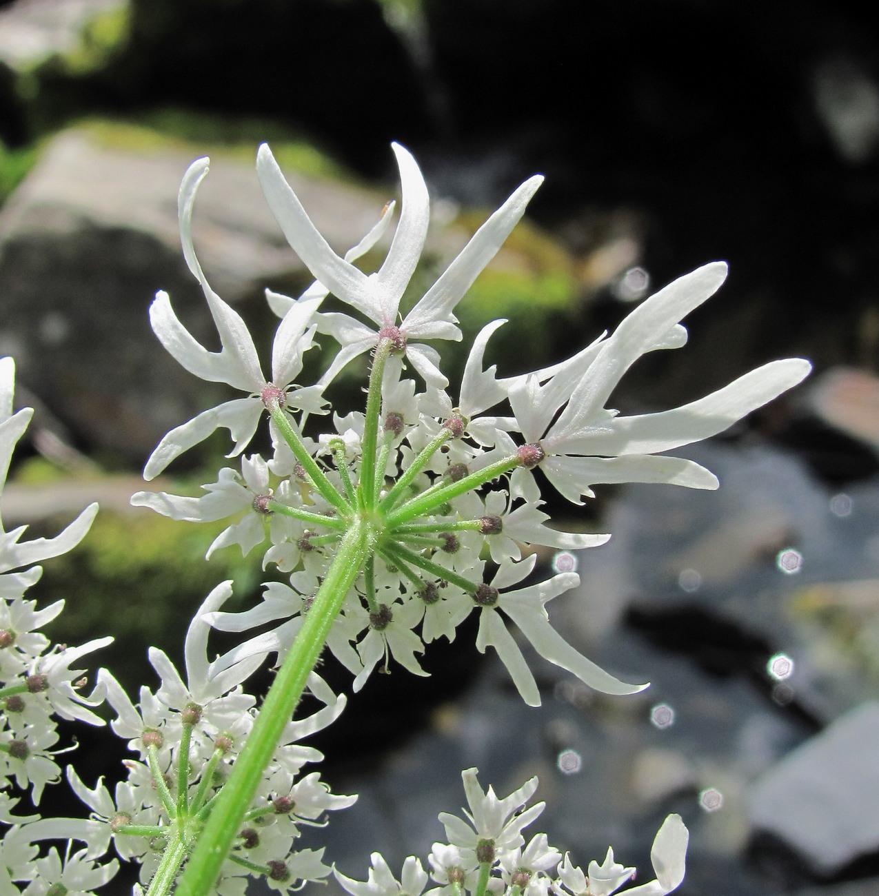 Изображение особи Heracleum apiifolium.