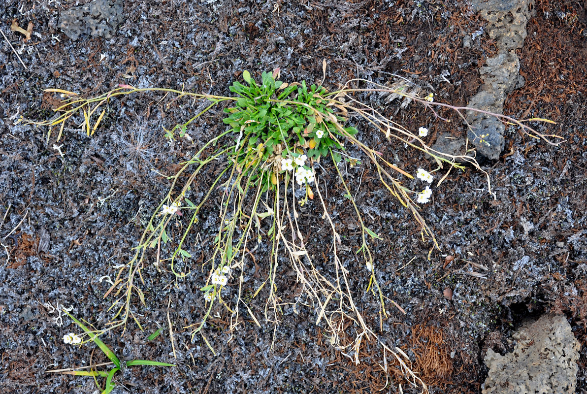 Image of Arabidopsis petraea specimen.