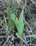 Iris pumila