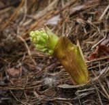 Petasites spurius