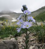 Veronica gentianoides. Верхушка побега с соцветием. Адыгея, Кавказский биосферный заповедник, Фишт-Оштенский массив, юго-восточный склон горы, выс. ≈ 2300 м н.у.м., среди камней. 13.08.2016.