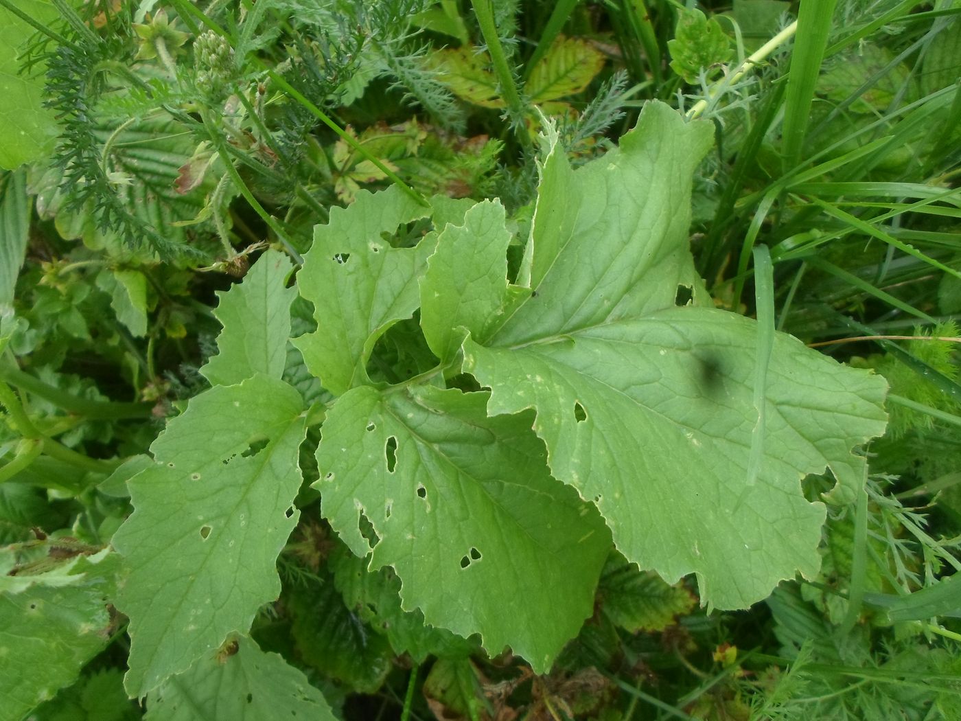 Image of Raphanus sativus specimen.