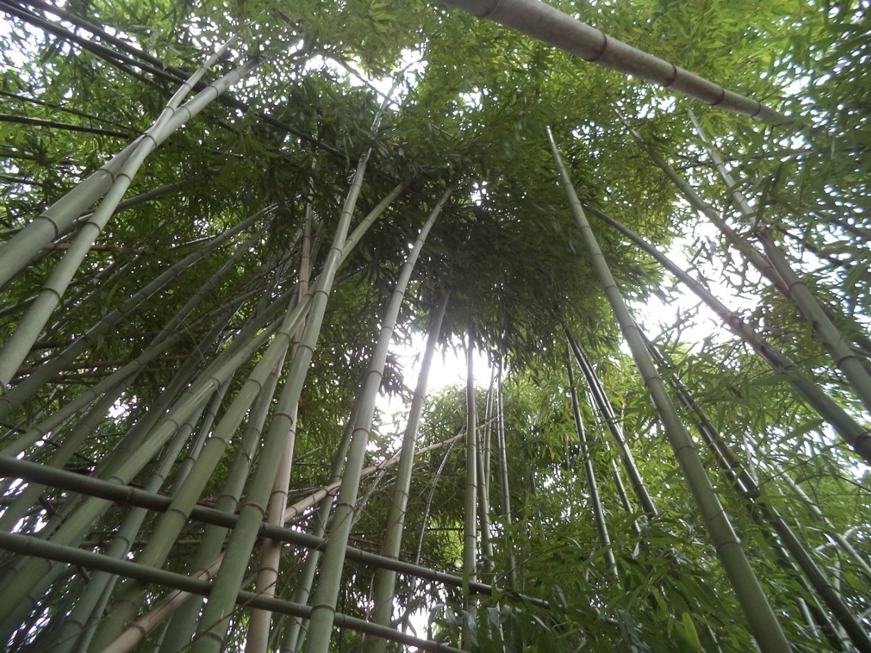 Изображение особи род Phyllostachys.