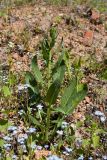 Bunias orientalis. Растение с развивающимся соцветием на осыпи из разрушенных строительных материалов. Ленинградская обл., Ломоносовский р-н, дер. Гостилицы, парк, развалины дворца, у стены южного торца. 20.05.2018.