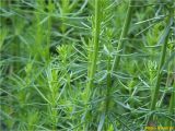 genus Galium. Средняя часть вегетирующего растения. Украина, Ивано-Франковская обл., Болеховский горсовет, Поляницкий сельсовет, Поляницкий региональный ландшафтный парк, урочище Выдрына, буковый лес. 07.06.2018.