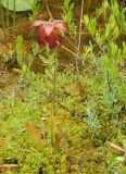 Sarracenia purpurea