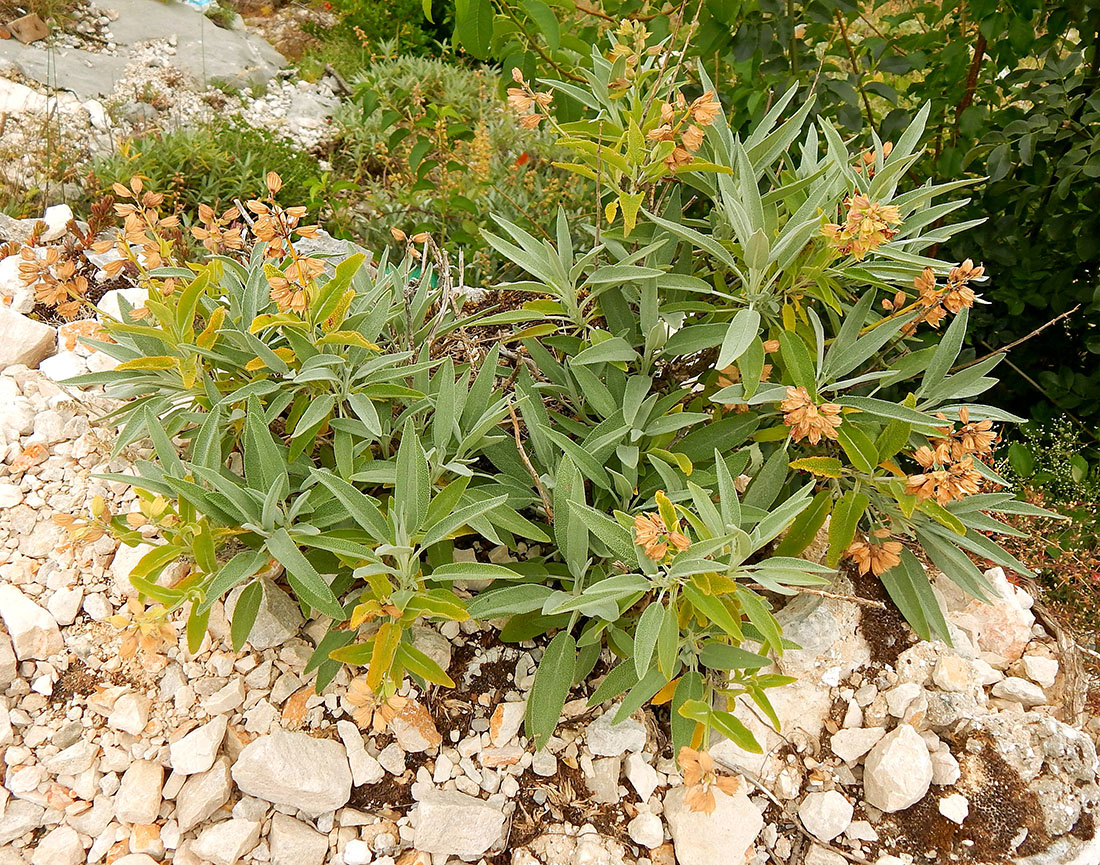 Изображение особи род Salvia.