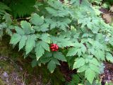 Actaea erythrocarpa. Плодоносящее растение. Красноярский край, окр. г. Красноярск, заповедник \"Столбы\", сосновый лес с примесью ели, лиственницы и берёзы, у столба Львиные ворота. 13.08.2018.