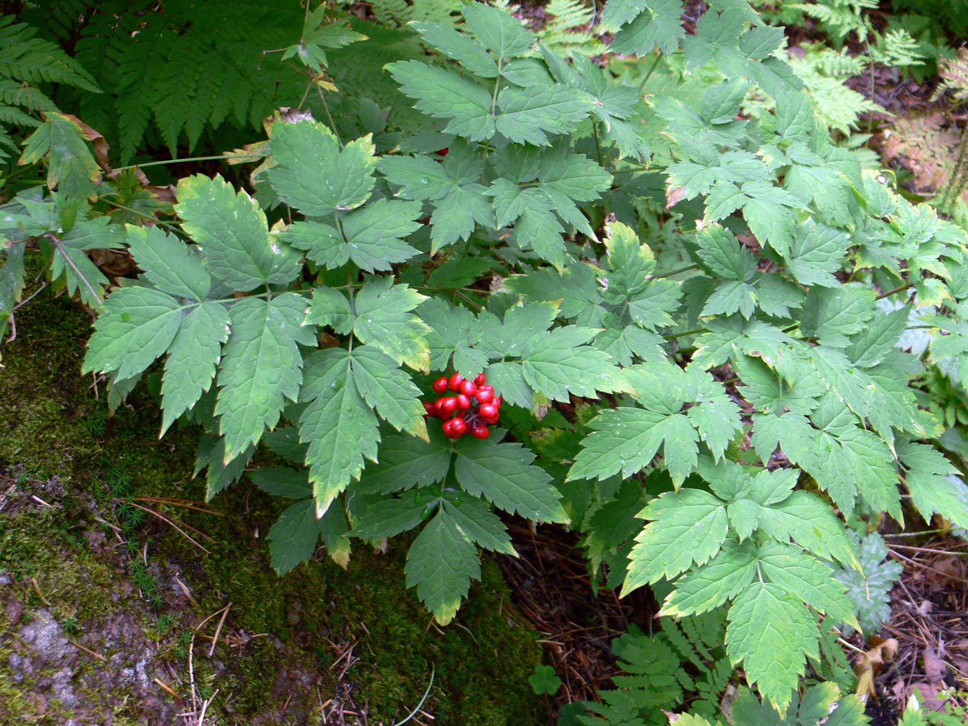 Изображение особи Actaea erythrocarpa.