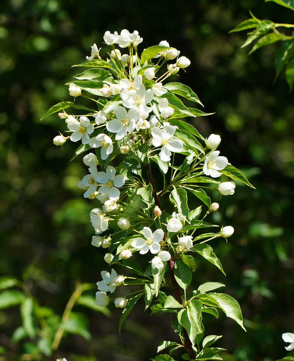 Изображение особи род Malus.