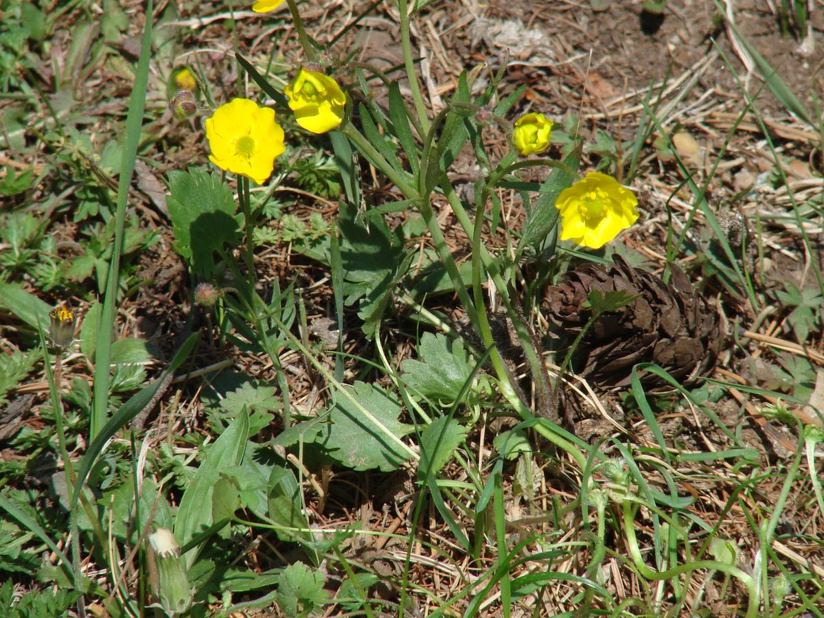 Изображение особи род Ranunculus.