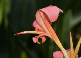 Canna flaccida