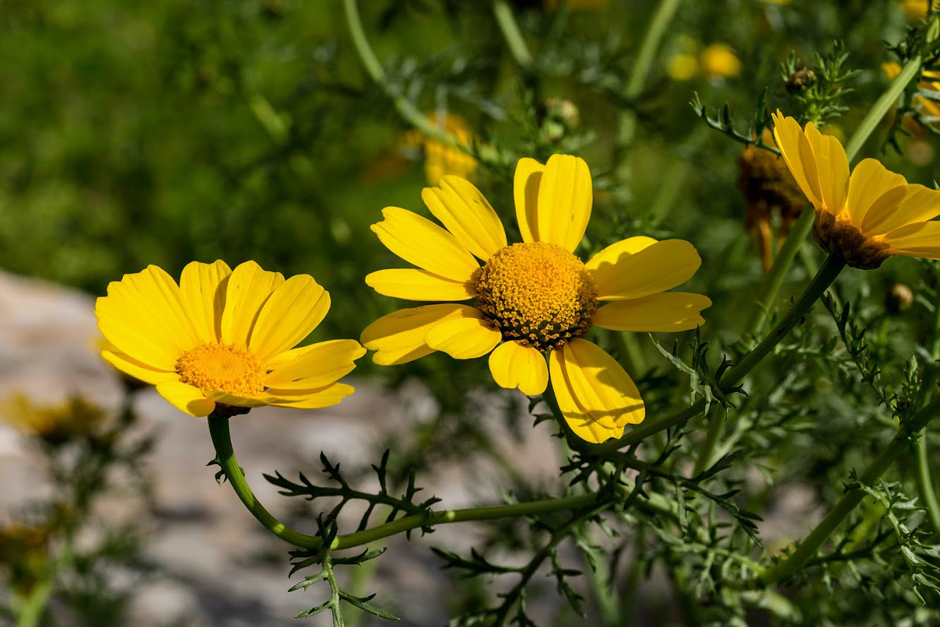 Изображение особи Glebionis coronaria.