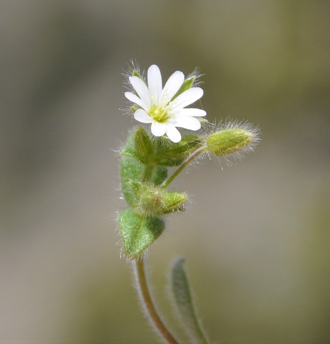 Изображение особи Cerastium brachypetalum ssp. roeseri.