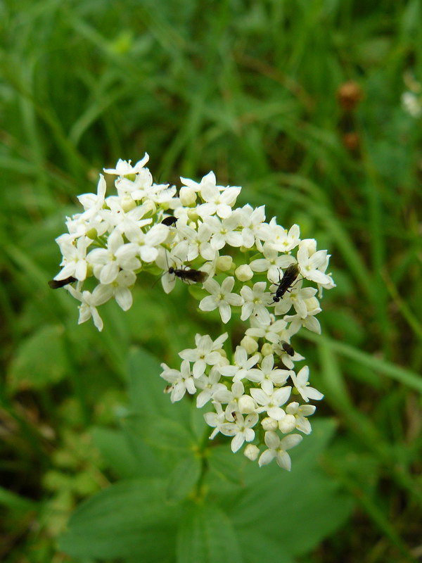 Изображение особи Galium rubioides.