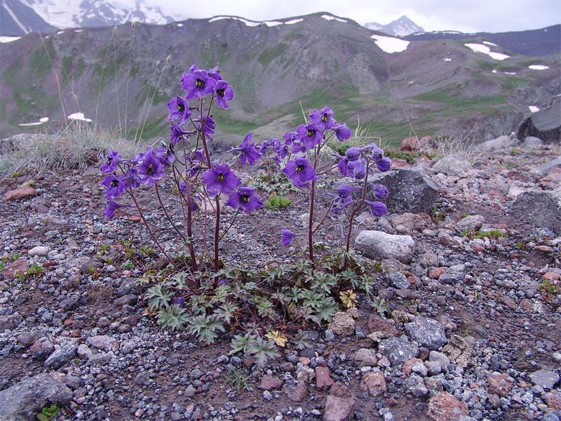 Изображение особи Delphinium caucasicum.