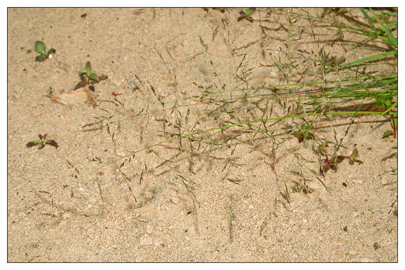 Изображение особи Eragrostis amurensis.