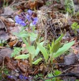 Pulmonaria mollis