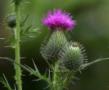 Cirsium vulgare