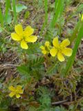 Tribulus terrestris