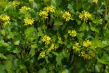 Ribes aureum