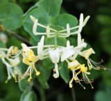 Lonicera etrusca. Верхушка побега с соцветием. Краснодарский край, м/о Новороссийск, окр. с. Сукко, левобережье оз. Сукко, поляна на склоне на краю густого леса. 10.06.2019.