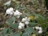 Symphoricarpos albus var. laevigatus