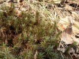 Polytrichum juniperinum. Вегетирующие мужские растения. Хабаровский край, Хабаровский р-н, 17 км Владивостокского шоссе, на обочине дороги выше дач. 21.04.2012.