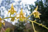 Dendrobium macrophyllum